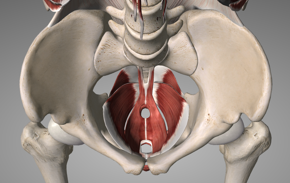 Pelvic floor image